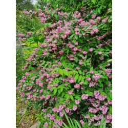 Deutzia x hybrida 'Strawberry Fields'