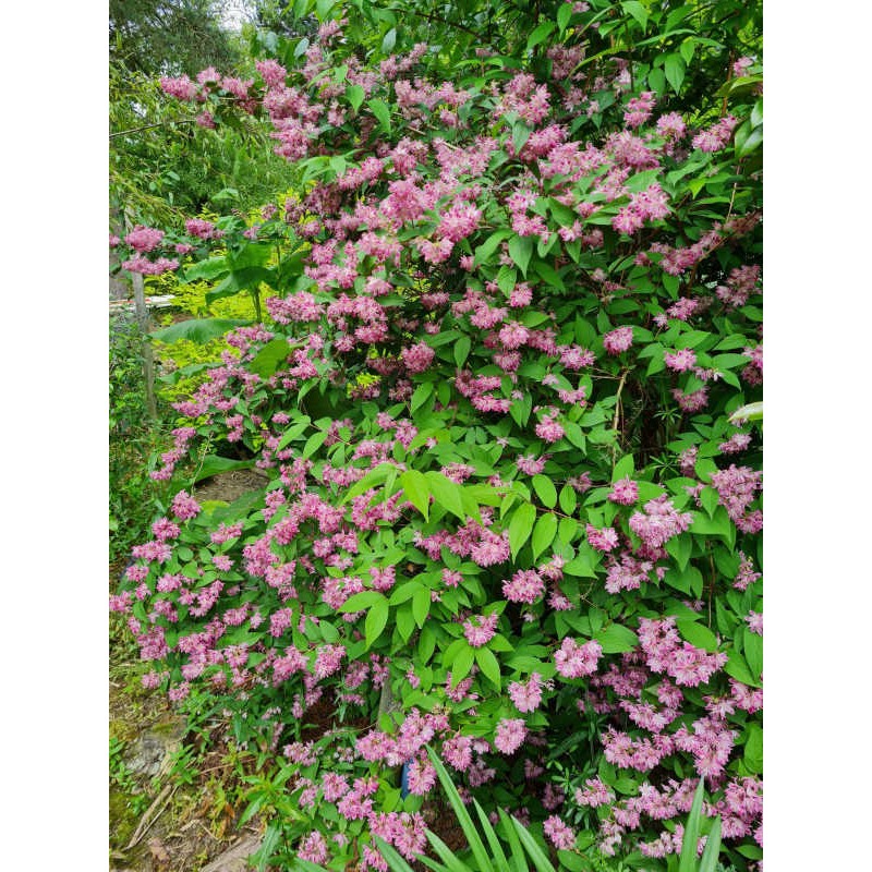 Deutzia x hybrida 'Strawberry Fields'