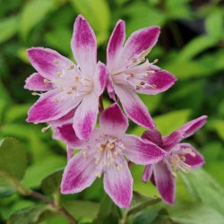 Deutzia 'Tourbillon Rouge' - flowers in June