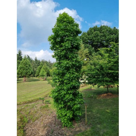 liquidambar styraciflua slender silhouette liquidambar styraciflua slender silhouette