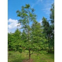 Metasequoia glyptostroboides 'Royal Air'