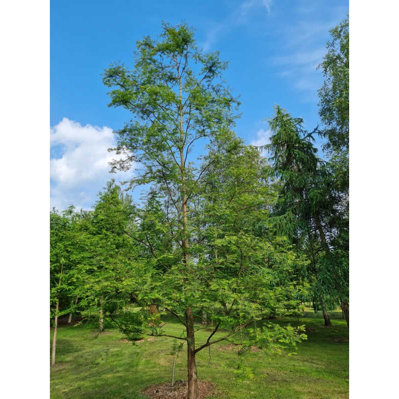 Metasequoia glyptostroboides 'Royal Air'