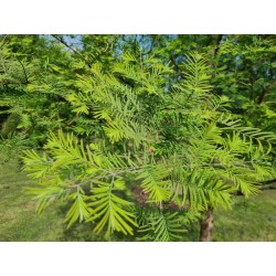 Metasequoia glyptostroboides 'Royal Air' - close up of leaves