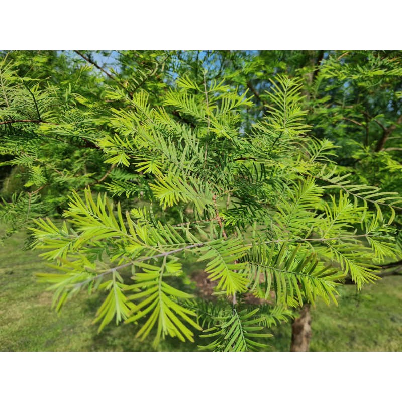 Metasequoia glyptostroboides 'Royal Air' - close up of leaves