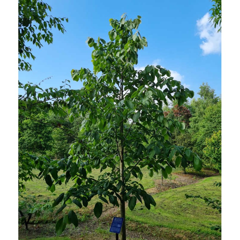 Tilia monticola - leaves in late June