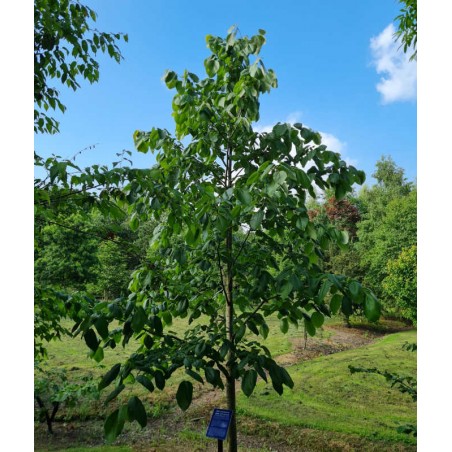 Tilia monticola - leaves in late June Tilia monticola - leaves in late June