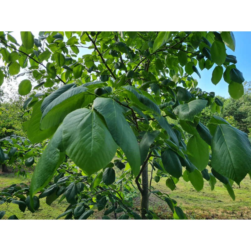 Tilia monticola - leaves in late June close up