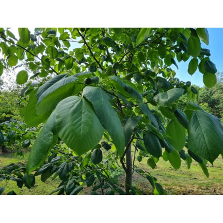 Tilia monticola - leaves in late June close up Tilia monticola - leaves in late June close up