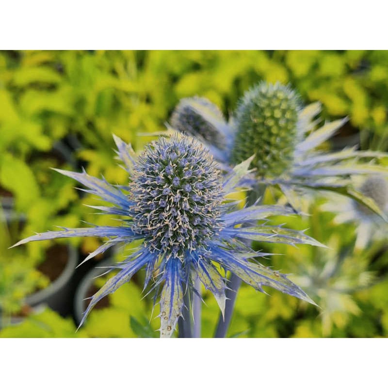 Eryngium 'Neptune's Gold'