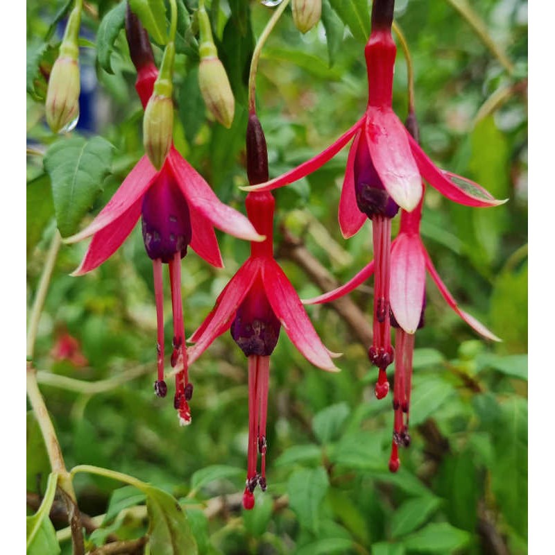Fuchsia magellanica 'Logan Woods' - flowers in late June Fuchsia magellanica 'Logan Woods' - flowers in late June
