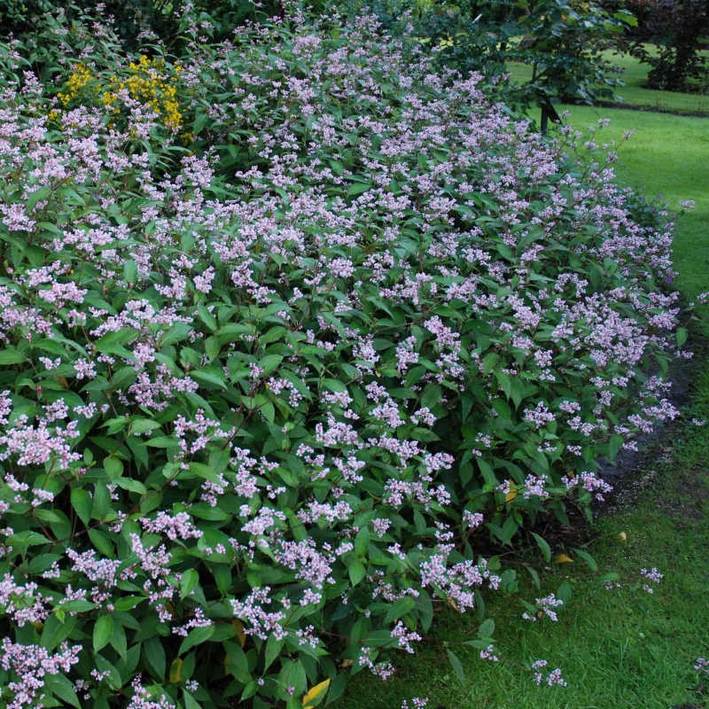 Persicaria campanulata - several established plants growing together in a border