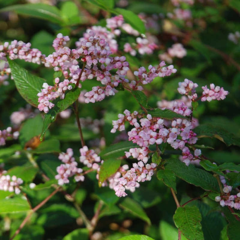 Persicaria campanulata - close up of flowers