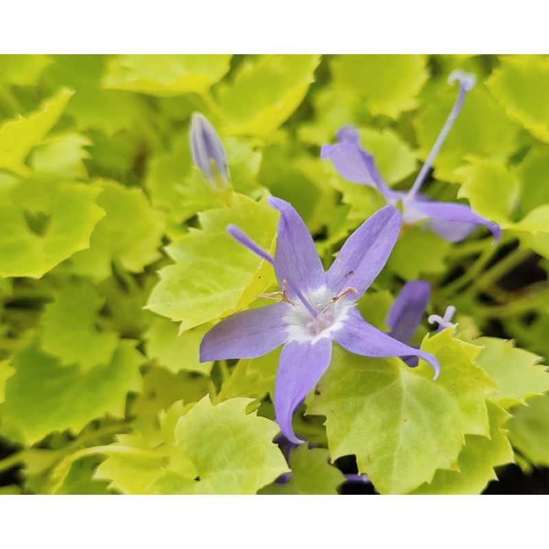 Campanula garganica 'Dickson's Gold' - flowers in Summer Campanula garganica 'Dickson's Gold' - flowers in Summer