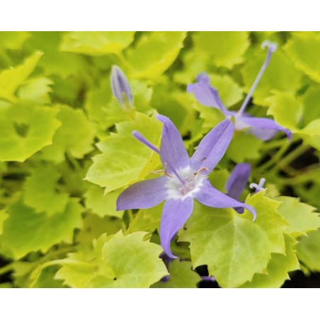 Campanula garganica 'Dickson's Gold' - flowers in Summer Campanula garganica 'Dickson's Gold' - flowers in Summer