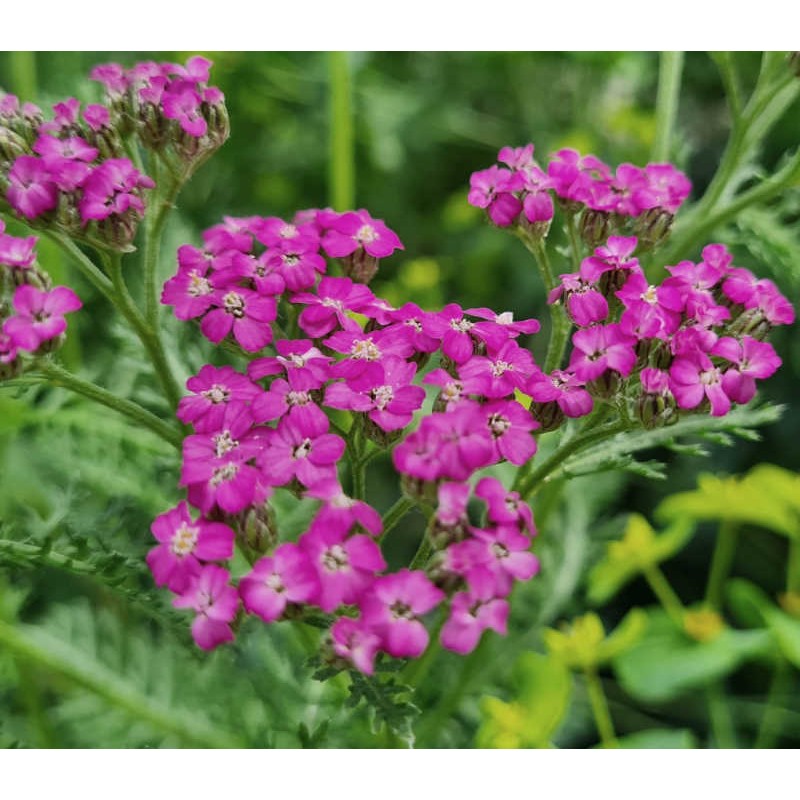 Achillea 'Lilac Beauty' - summer flowers