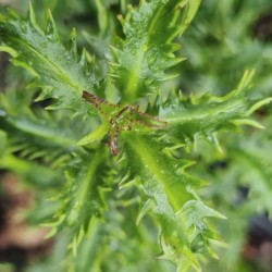 Ilex aquifolium 'Crassifolia' - spiny leaves