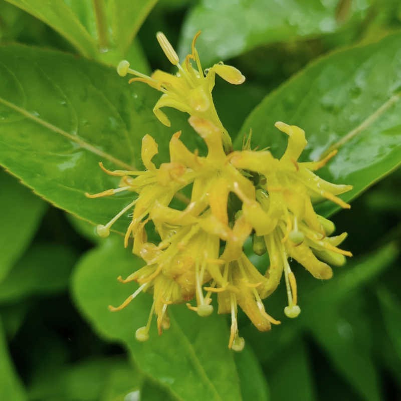 Diervilla sessilifolia 'Butterfly' - yellow flowers in early July