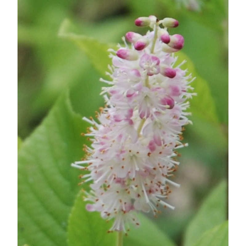 Clethra alnifolia 'Pink Spire' - late summer flower