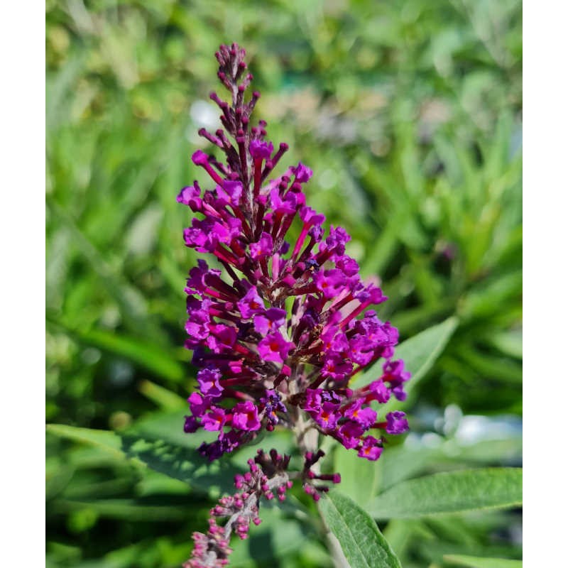 Buddleja davidii 'Butterfly Tower' - flowers in mid summer Buddleja davidii 'Butterfly Tower' - flowers in mid summer