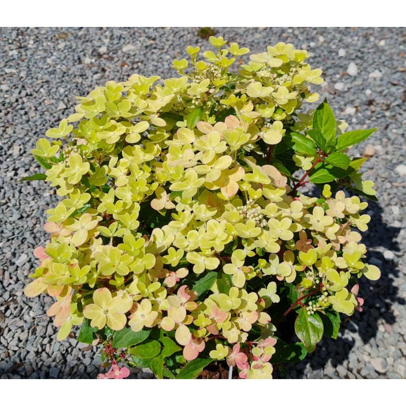 Hydrangea paniculata 'Switch Ophelia' - young plant flowers in mid Summer Hydrangea paniculata 'Switch Ophelia' - young plant flowers in mid Summer