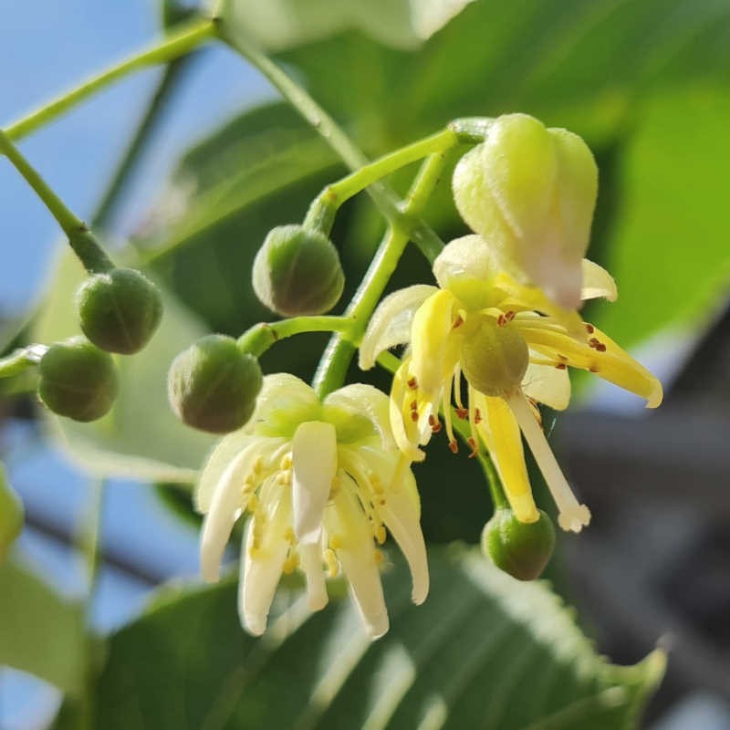 Tilia nobilis - flowers in summer