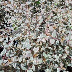 Ugni molinae 'Flambeau' - variegated leaves in July