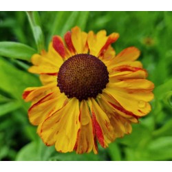 Helenium 'Sahin's Early Flowerer' - flowers in summer