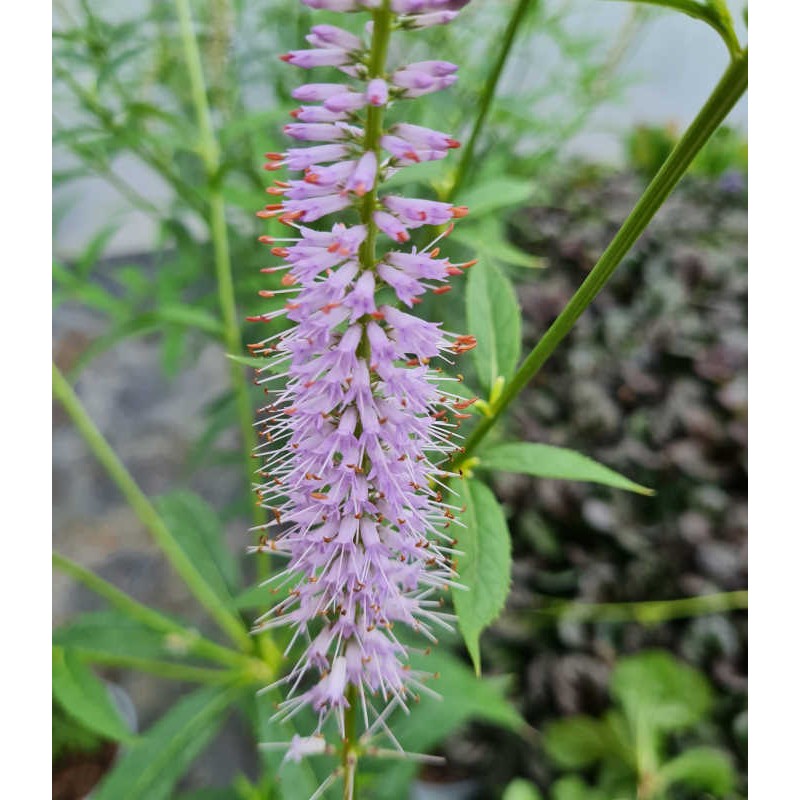 Veronicastrum virginicum 'Lavendelturm' - flower in July close up