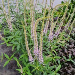 Veronicastrum virginicum 'Lavendelturm' - flowers in July