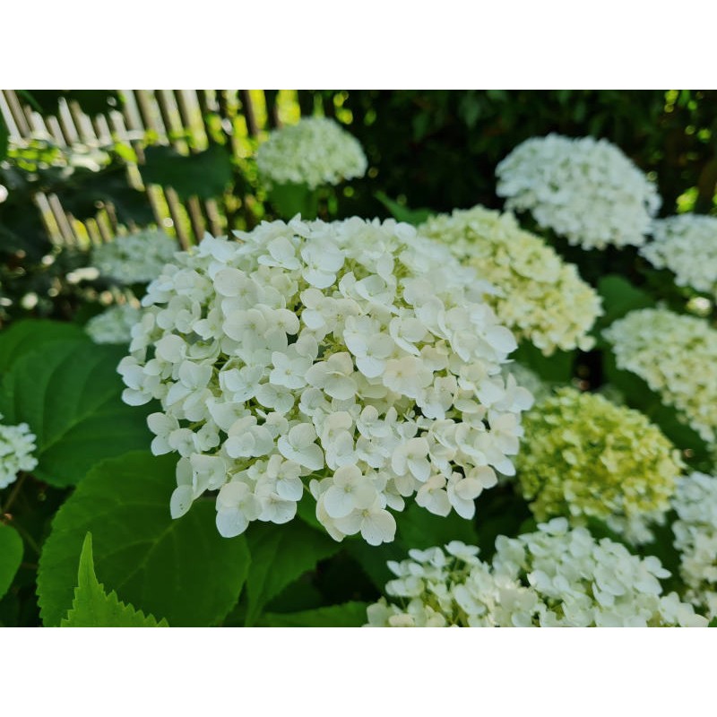 Hydrangea arborescens 'Incrediball' - flowers developing in July