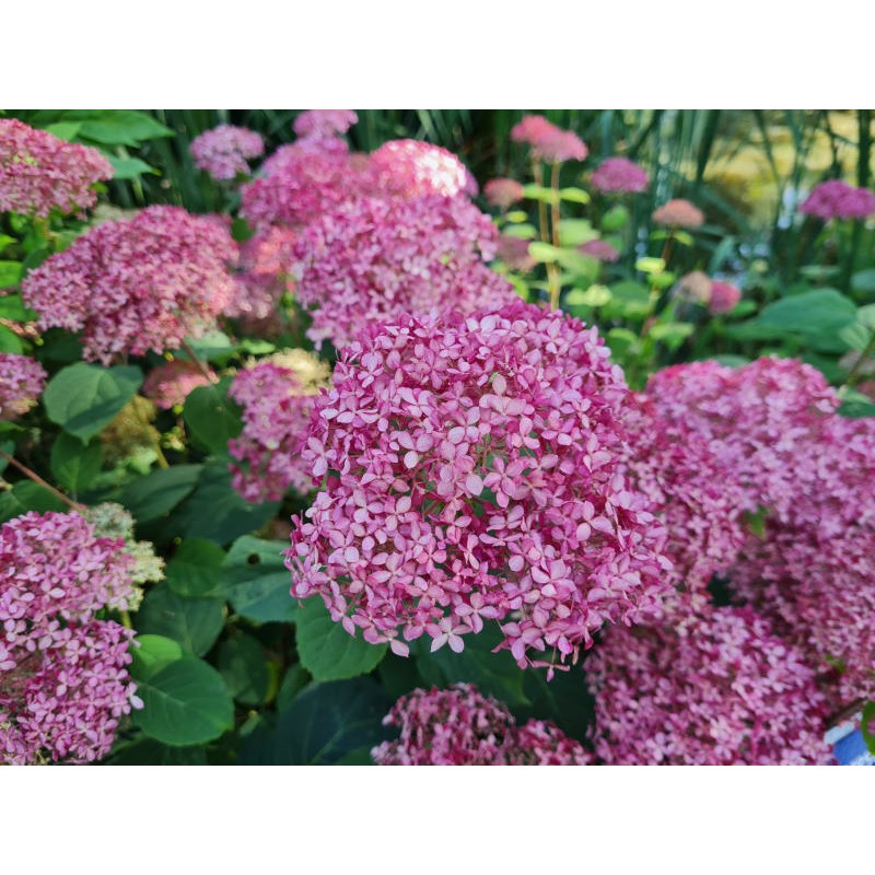 Hydrangea arborescens 'Invincibelle' - flowers in July Hydrangea arborescens 'Invincibelle' - flowers in July