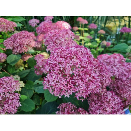 Hydrangea arborescens 'Pink Annabelle' - flowers in July Hydrangea arborescens 'Pink Annabelle' - flowers in July