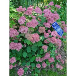 Hydrangea arborescens 'Invincibelle' - established plant