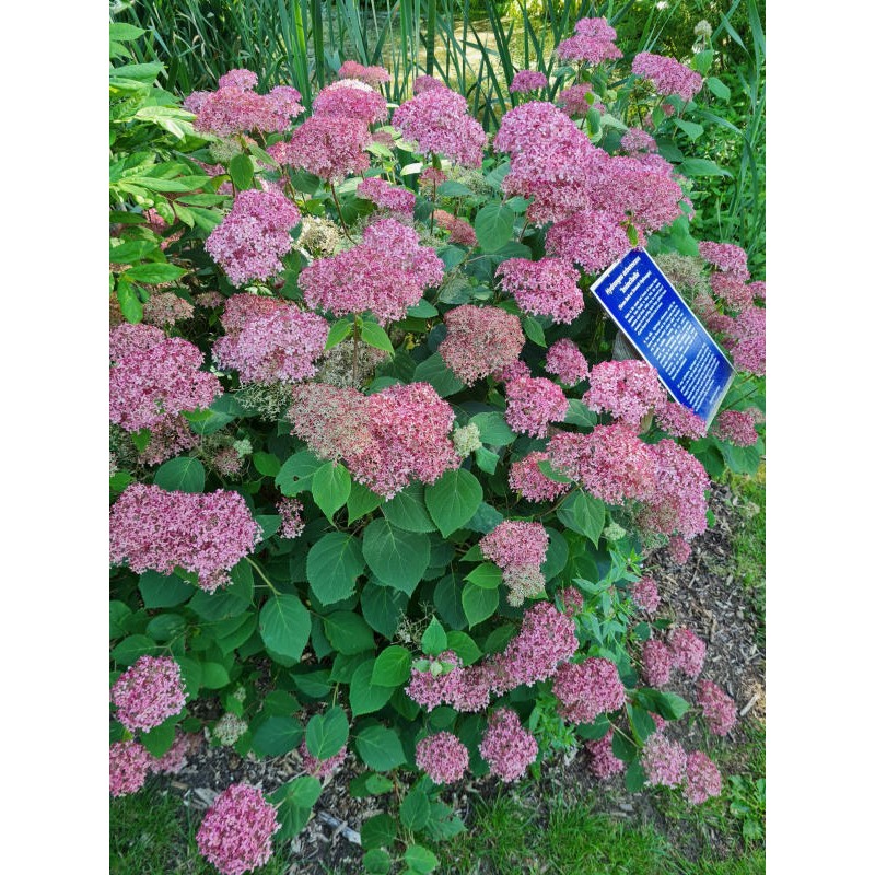 Hydrangea arborescens 'Invincibelle' - established plant