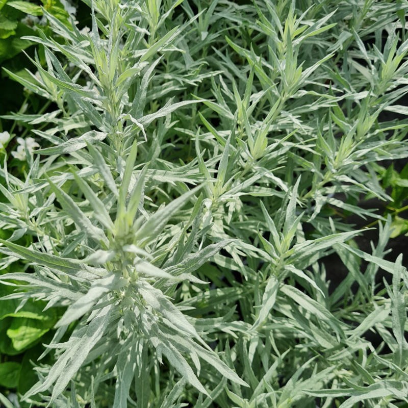 Artemisia ludoviciana 'Silver Queen' - silver leaves in July