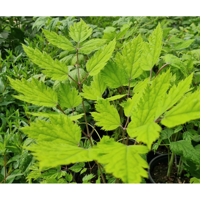 Actaea racemosa - leaves in July Actaea racemosa - leaves in July