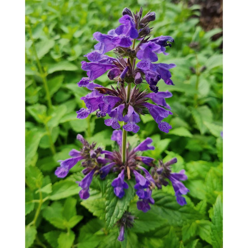 Nepeta 'Neptune' - flowers in July