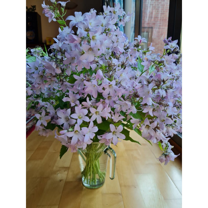 Campanula lactiflora 'Loddon Anna' - cut stems in a flower display