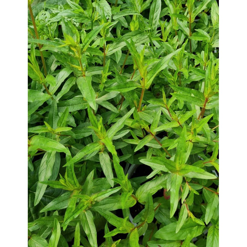 Lythrum virgatum 'Dropmore Purple' - leaves in late June