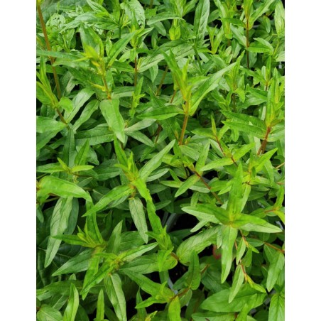 Lythrum virgatum 'Dropmore Purple' - leaves in late June