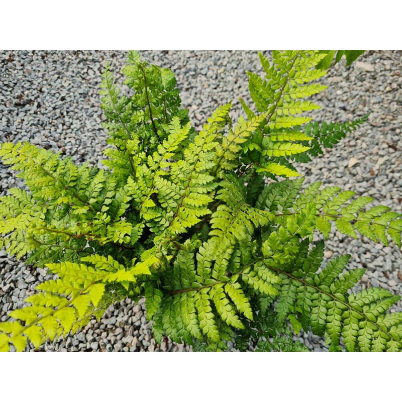 Polystichum makinoi - young plant in July Polystichum makinoi - young plant in July
