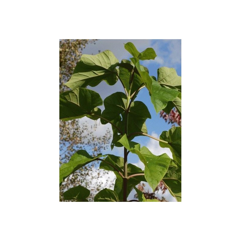 Paulownia tomentosa