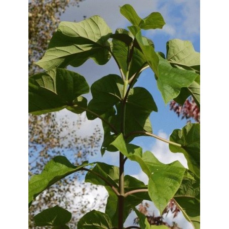 Paulownia tomentosa Paulownia tomentosa