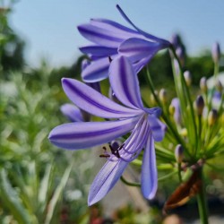 Agapanthus 'Stargazer' - flowers in July