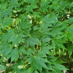 Acer palmatum 'Osakazuki' - green summer leaves
