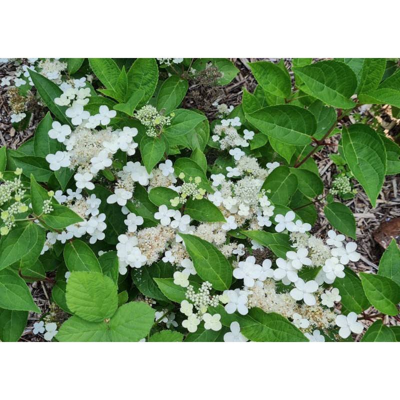 Hydrangea paniculata 'Prim White' - flowers in July Hydrangea paniculata 'Prim White' - flowers in July