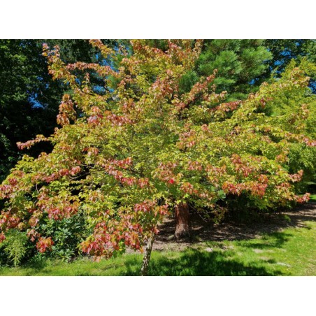 Acer buergerianum - established tree in late summer Acer buergerianum - established tree in late summer