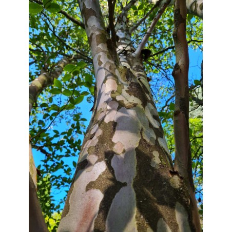 Stewartia pseudocamellia - ornamental bark