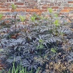 Sambucus nigra 'Black Lace' - established plant in July