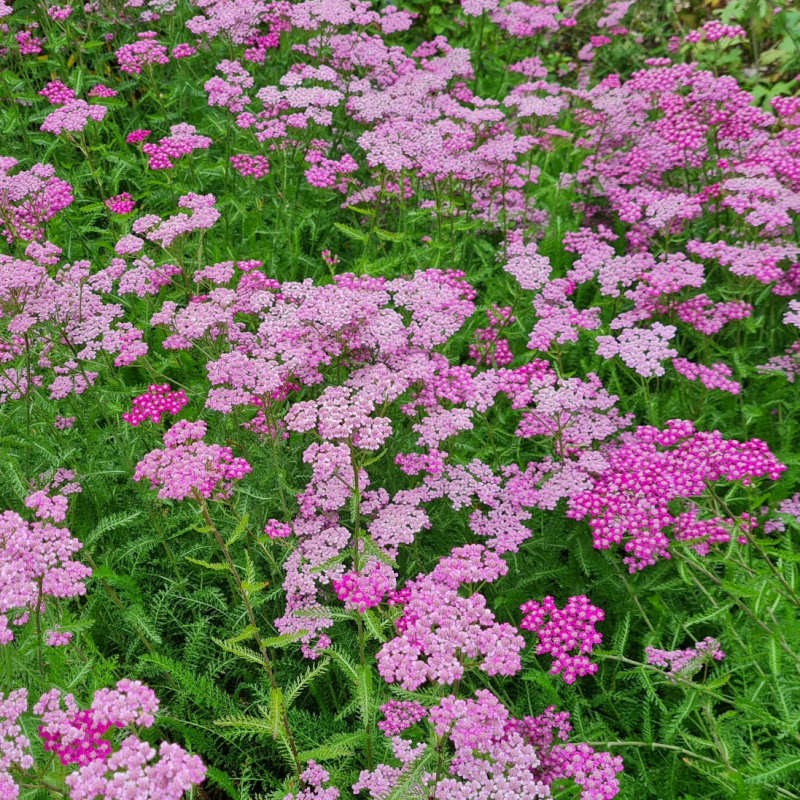 Achillea 'Lilac Beauty' - flowers on a group of plants in July